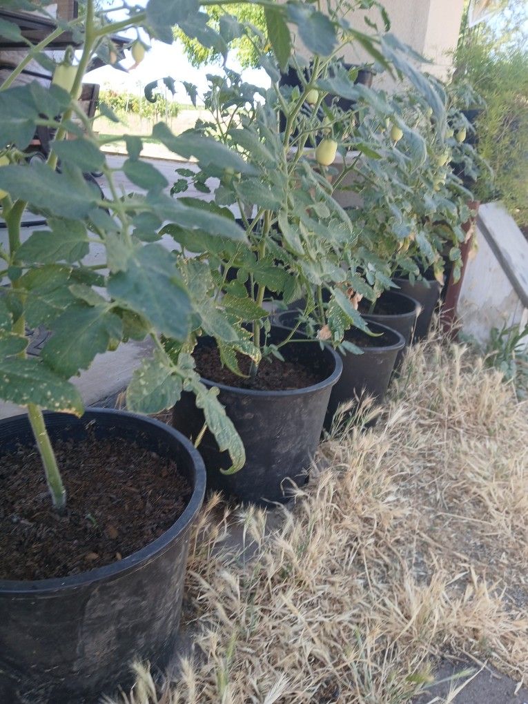 Roma Tomato Plants In Pots With Fruit On Them