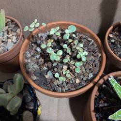 Portulacaria Afra Variegated Rainbow Bush