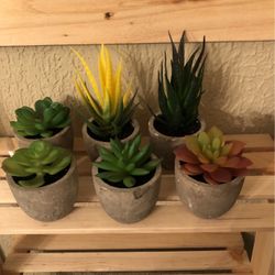 New Succulent  Sets In Boxes