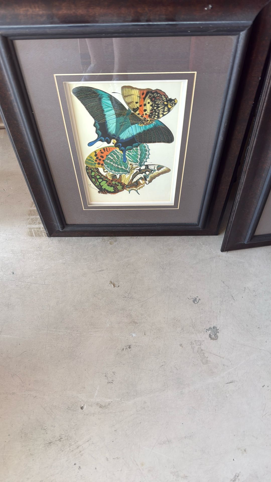 Butterfly Picture In Frame