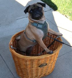 Large "Beach & Dog" Monterey Front Mount Bike Basket (Wicker Basket)
