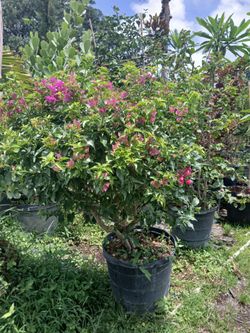 Bougainvillea 15gl $110