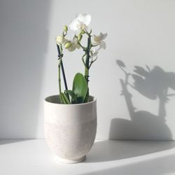 Rare Mini Phalaenopsis Orchid Plant/ Indoor Plant / House Plant 