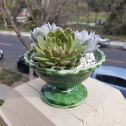Succulent Arrangement #7