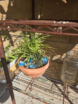 Succulents cactus plumeria