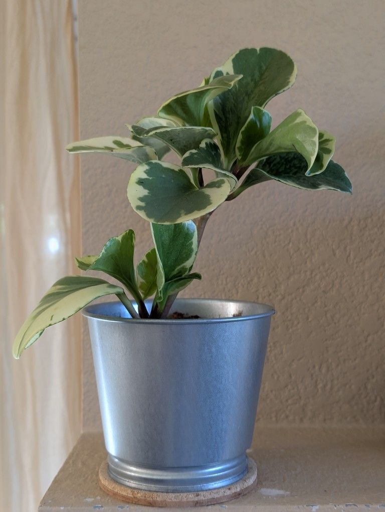 Healthy Beautiful Indoor Plant(Peperomia)