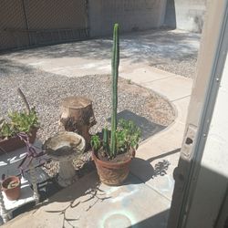 Thriving 4.5-Foot San Pedro Cactus with Pepper Plants – 3 Years of Growth
