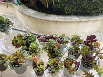 Pot Plants