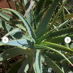 Free Aloe Vera Plants
