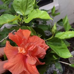 Hibiscus Flower Plant 