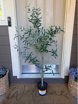 Olive tree