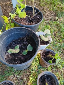 Pumpkin plants, ,tomatoes And Tomatillos