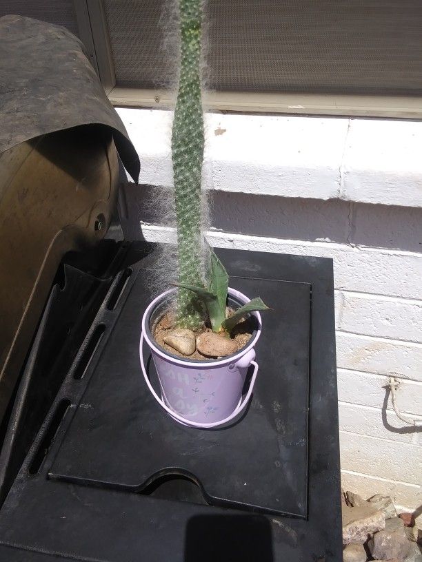 Succulents In A Metal Decorative Pail