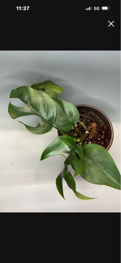 Monstera Minima