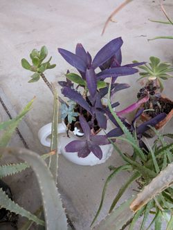Healthy Aloe Vera Plants – Multiple Sizes ($5 – $80)Selling well-cared-for, healthy Aloe Vera plants! Great for home decor, patio gardens, or indoor l