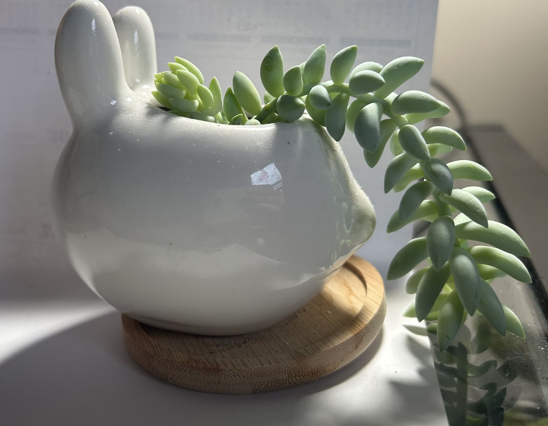 Succulent with Cute rabbit pot 