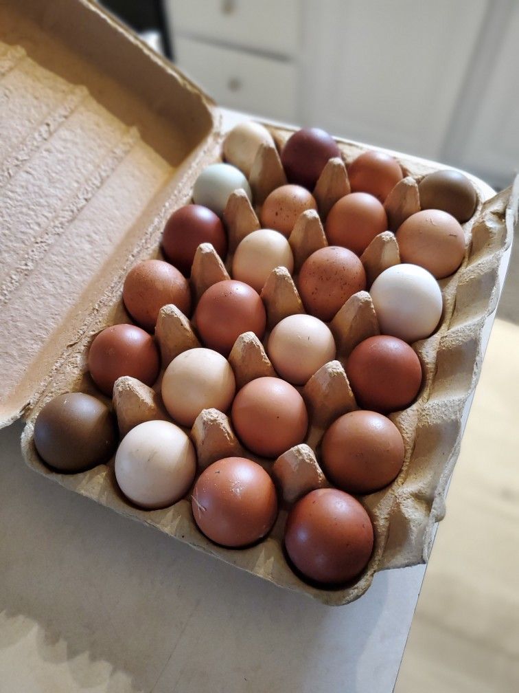 Fresh Chicken Eggs