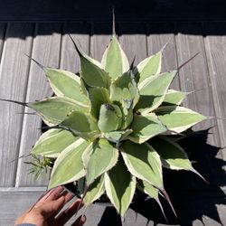Agave Cream Spike In 12 Inch Pot
