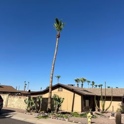 Palms Trimming