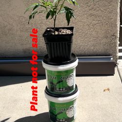 Bat Guano 