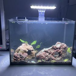 $49 For 10 Gallon Tank And Everything Included In Photos 