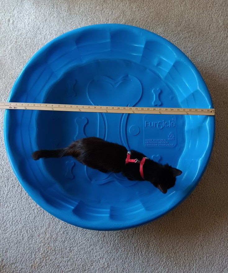 Dog Pool Hard Plastic Blue Funsicle