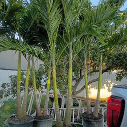 Christmas Palms  About 8 Feet Tall Instant Privacy Hedge For Fence 