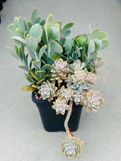 Succulents plants 🪴