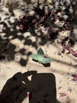 American Agave 