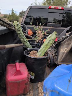 Cactus