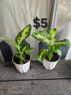 Dieffenbachia