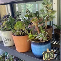 Beautiful Succulents 