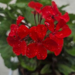 Red Geraniums 