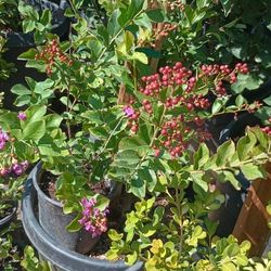 Crepe Myrtles.