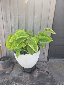 Large elephant ears plants