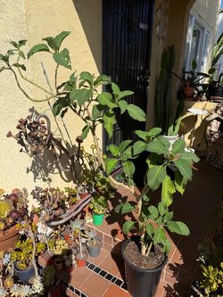Large Potted Angel's Trumpet Plant