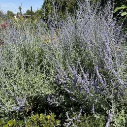 Russian Sage 5gal