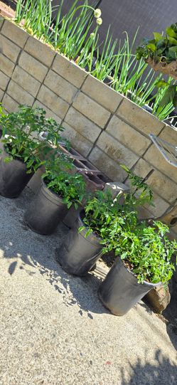 Red Cherry Tomatoes Plants. 3 Plants in Each Pot. $7/each Pot.