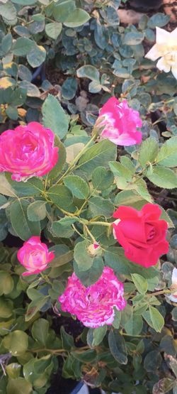 Rose plants 🌹
