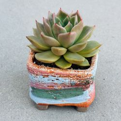 Succulents plants 🪴 （Echeveria 'Rubella'）