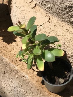 Jade Plant in Small Pot