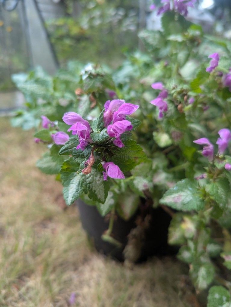 Beautiful Flowering Outdoor Plants