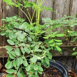Moringa Oleifera