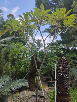 Large frangipani trees 11-12ft $975