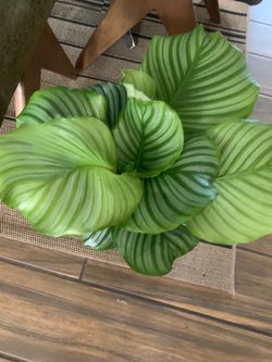 Calatheas. Orbufolia indoor plants