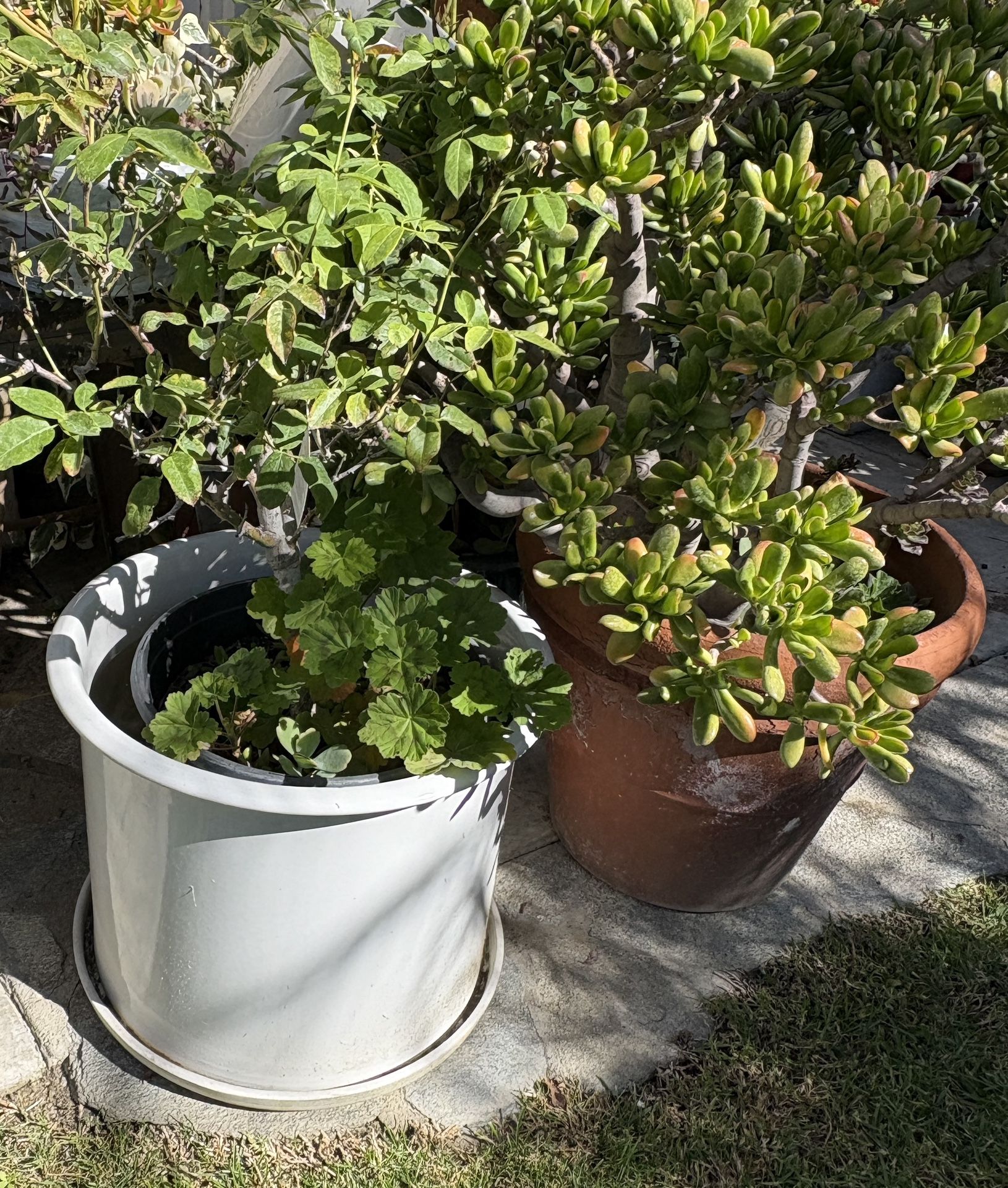 Large Potted Succulents And Others Price Per Plant