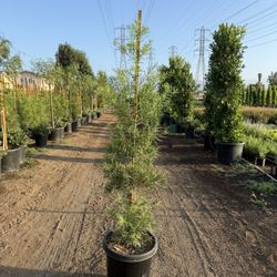 Podocarpus Privacy Hedge – 15 Gallon Pots