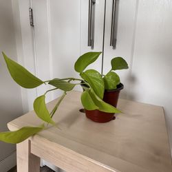 Neon Pothos in a nursery pot 🪴