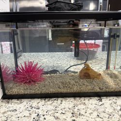 10 Gallon Fish Tank With Everything In It 