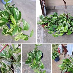 Queen Pothos Plants $6-$14 Each Pot 